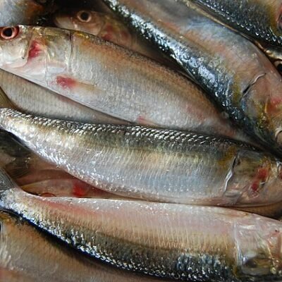 Sardine (mathi)
