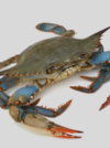 Crab - Big - Image 2