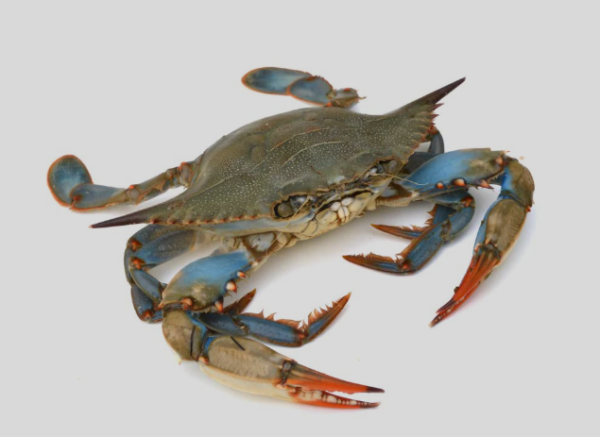 Crab - Big - Image 2