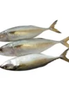 Mackerel (Aila)
