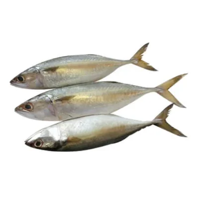 Mackerel (Aila)