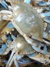 Crab - Big