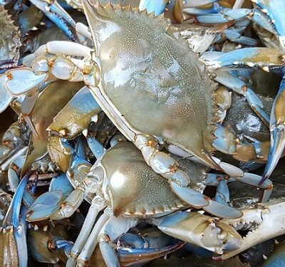 Crab – Big