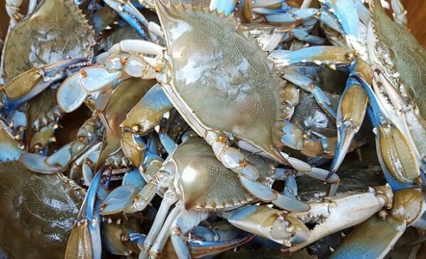 Crab - Big