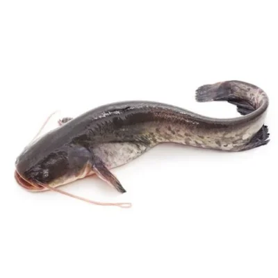 Catfish(mushi)