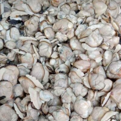 clams meat (Kakka Irachi)