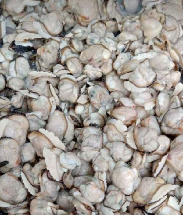 clams meat (Kakka Irachi)
