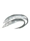 Ribbon Fish (Pambda)