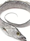Ribbon Fish (Pambda) - Image 2