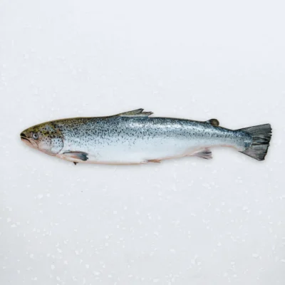 Salmon