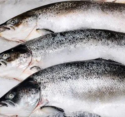 Salmon