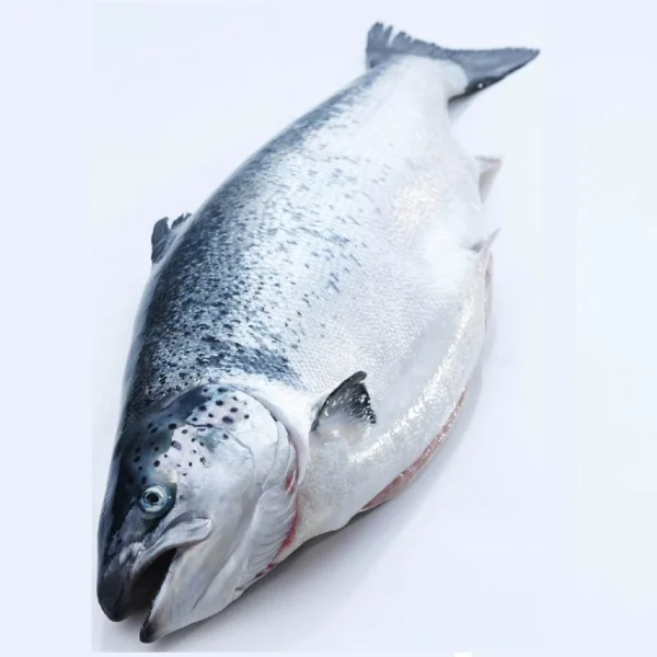 Salmon - Image 3