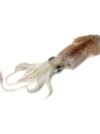 Squid (Kunthal/Kanava) - Image 2