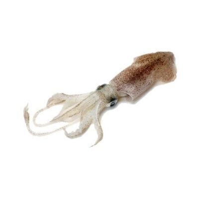 Squid (Kunthal/Kanava)