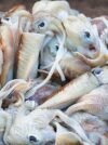 Squid (Kunthal/Kanava)