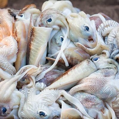 Squid (Kunthal/Kanava)