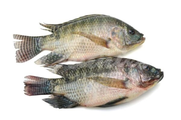 Tilapia - Image 3