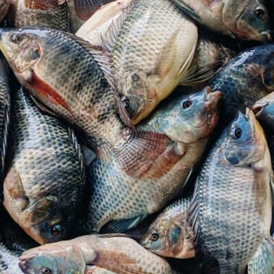 Tilapia