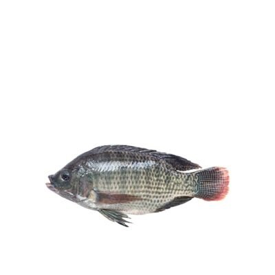Tilapia