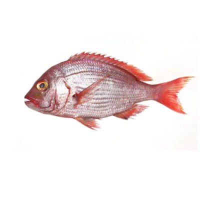 Chembally (Red snaper)