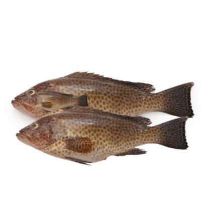 Hamour Fish