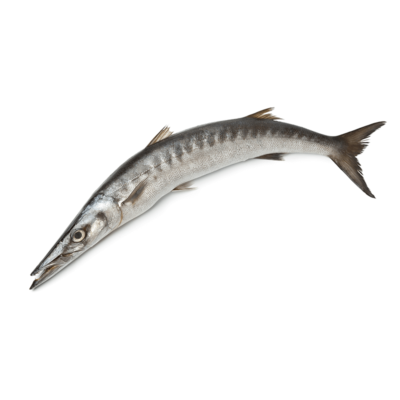 Baracuda