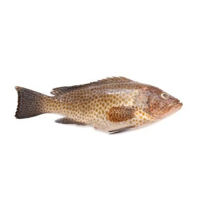 Hamour Fish