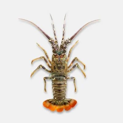 Lobster