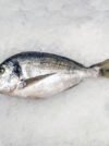 sea Bream