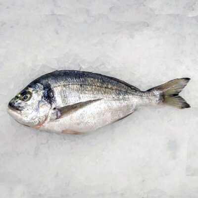 sea Bream