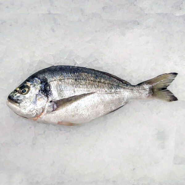 sea Bream