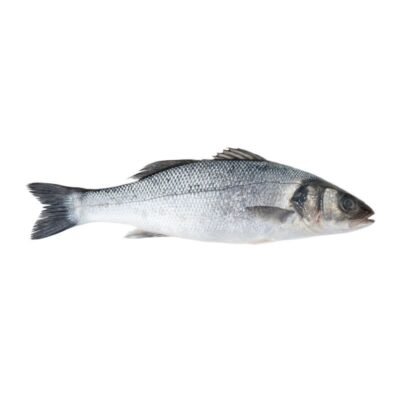 Sea Bass