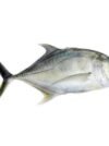 Trevally Fish (Vatta) - Image 3